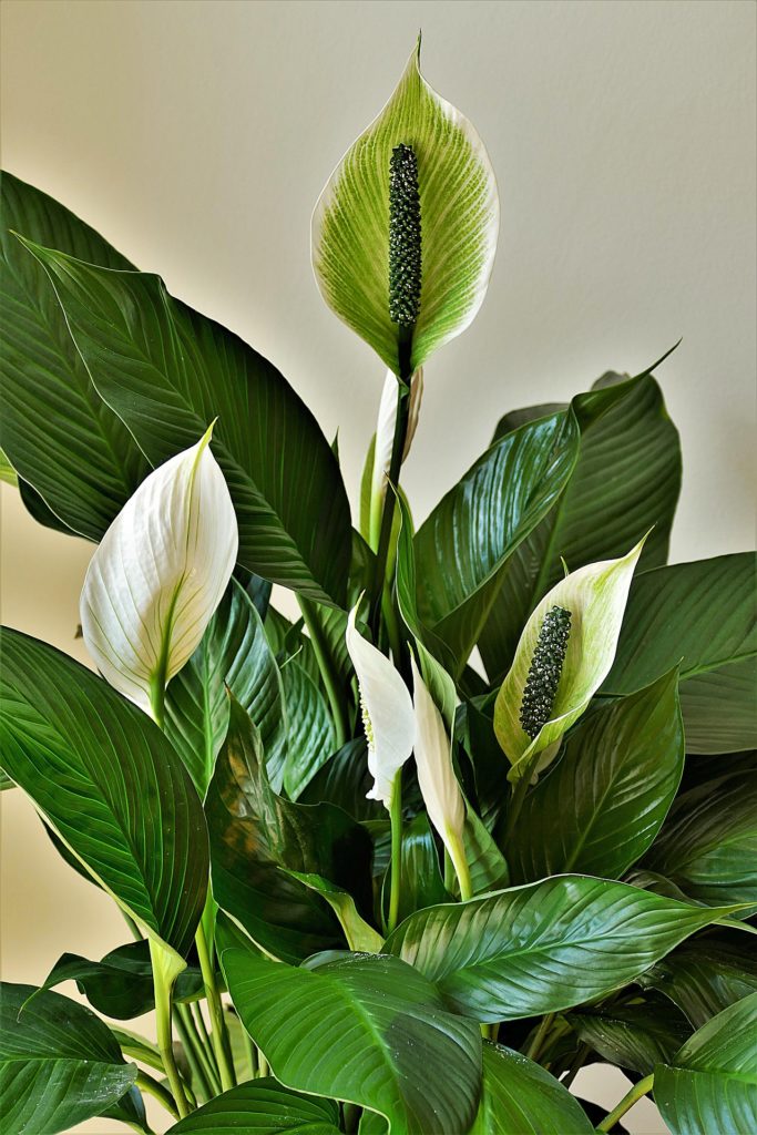 Einblatt, Spathiphyllum, Pflegeleichte Zimmerpflanzen, Luftverbesserer