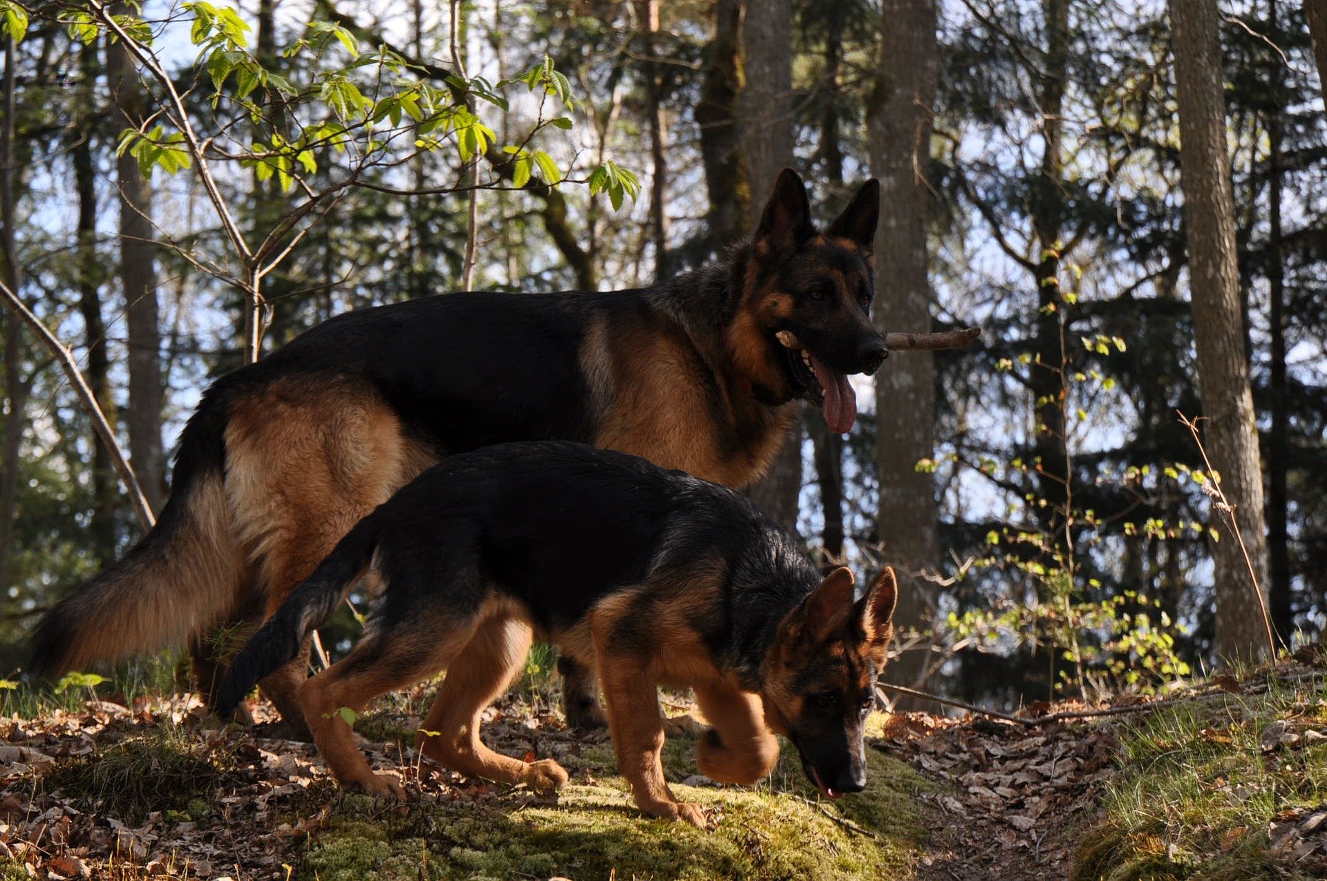 wie alt kann ein schäferhund werden